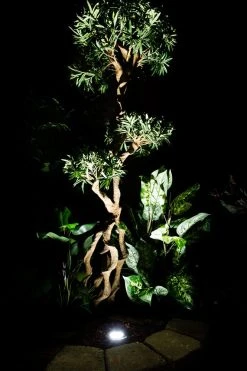 G-LUX 11W LED Flat Top In-Ground Well Light - Cool White - Durable Landscape Lighting -Nebo Sales Store LED Garden Uplight GLUX cool white on tree