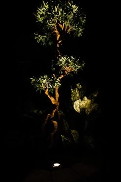 G-LUX 3W Linkable LED Flat Top In-Grade Well Light - Durable Landscape Lighting -Nebo Sales Store LED Garden Uplight GLUX warm white on tree 3w