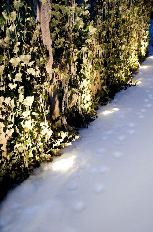 G-LUX 2W LED Flat Top In-Grade Well Light - Energy-Efficient Landscape Lighting 10 G-LUX 2W LED Flat Top In-Grade Well Light - Energy-Efficient Landscape Lighting - Image 10