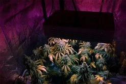 260W Full-Spectrum LED Grow Light with 12-Band Multi Spectrum - Vegetation & Bloom Switches - GLR-260W12F-VBD -Nebo Sales Store glr 260w12f vbd app 1