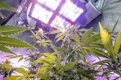 260W Full-Spectrum LED Grow Light with 12-Band Multi Spectrum - Vegetation & Bloom Switches - GLR-260W12F-VBD -Nebo Sales Store glr 260w12f vbd app 2