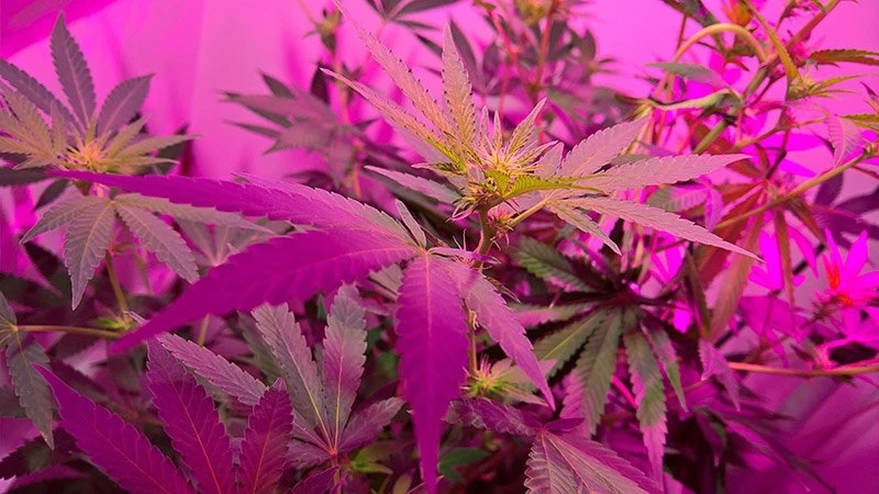 390W Full-Spectrum LED Grow Light with 12-Band Multi Spectrum - Vegetation & Bloom Switches - GLR-390W12F-VBD 8 390W Full-Spectrum LED Grow Light with 12-Band Multi Spectrum - Vegetation & Bloom Switches - GLR-390W12F-VBD - Image 8