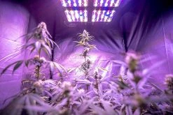 510W Full-Spectrum LED Grow Light with 12-Band Multi Spectrum - Dual Switch for Vegetation & Bloom - GLR-510W12F-VBD -Nebo Sales Store glr 510w12f vbd app 1