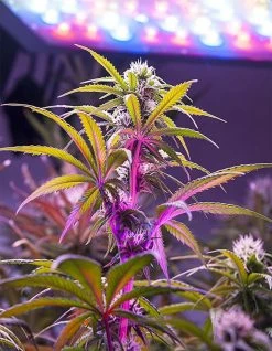 510W Full-Spectrum LED Grow Light with 12-Band Multi Spectrum - Dual Switch for Vegetation & Bloom - GLR-510W12F-VBD -Nebo Sales Store glr 510w12f vbd app 2