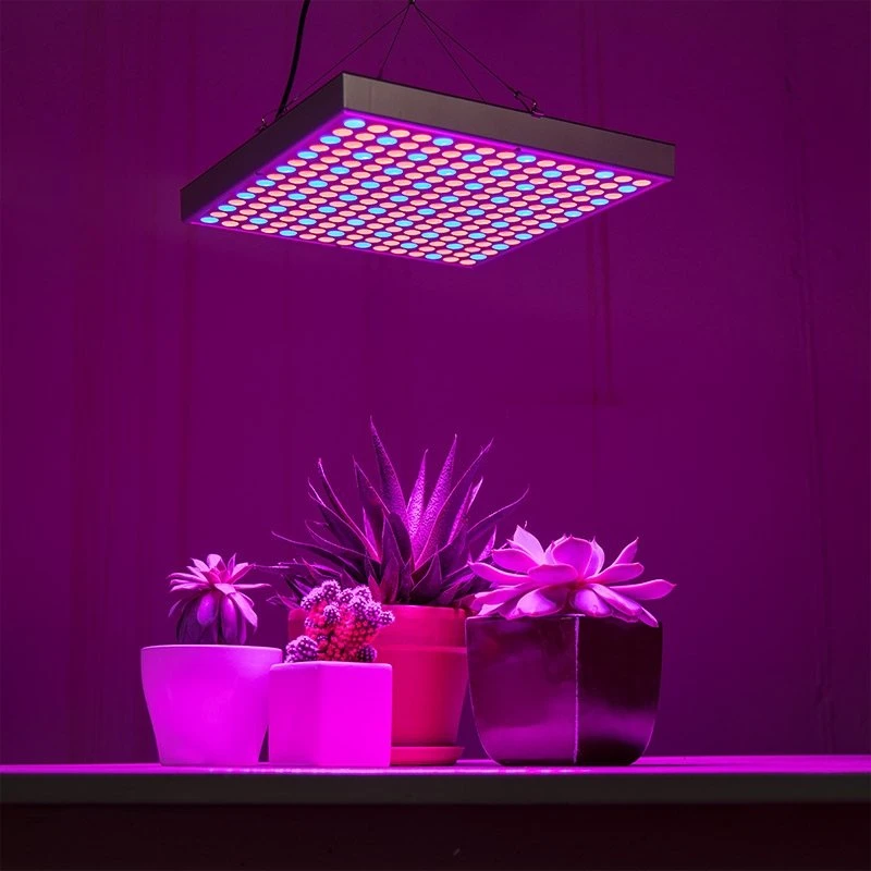 30W LED Grow Light for Indoor Plants - 2-Band Red/Blue Spectrum - GLS-30W2F 7 30W LED Grow Light for Indoor Plants - 2-Band Red/Blue Spectrum - GLS-30W2F - Image 7