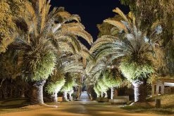G-LUX 11W LED Flat Top In-Ground Well Light - Cool White - Durable Landscape Lighting -Nebo Sales Store palm tree grove cool white led up light